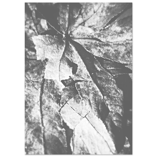 Blätter in schwarz weiß - Digitale Fotografie als Poster