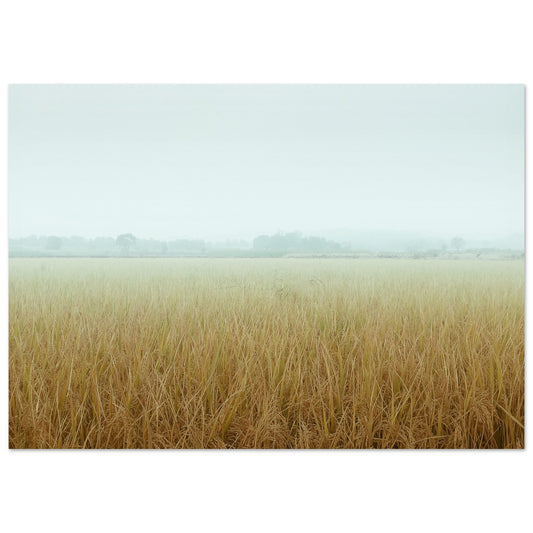 Weizenfeld im Nebel - Fotografie Poster